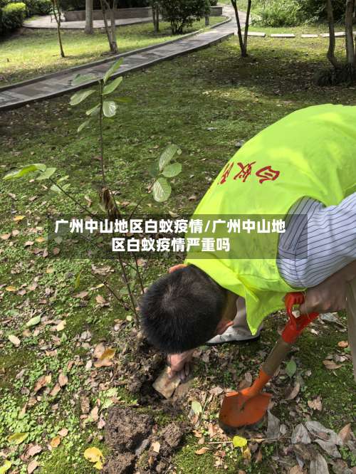 广州中山地区白蚁疫情/广州中山地区白蚁疫情严重吗-第3张图片